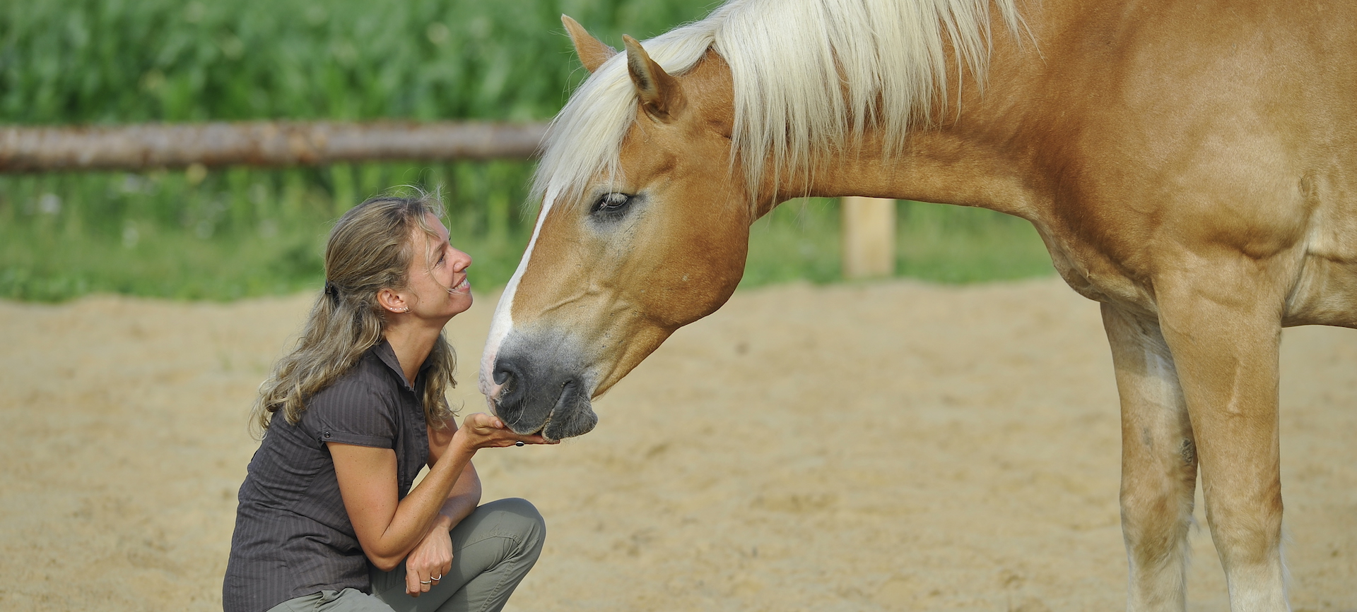 Wege zum Pferd – Positive Verstärkung