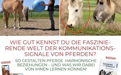 Calming Signals bei Pferden