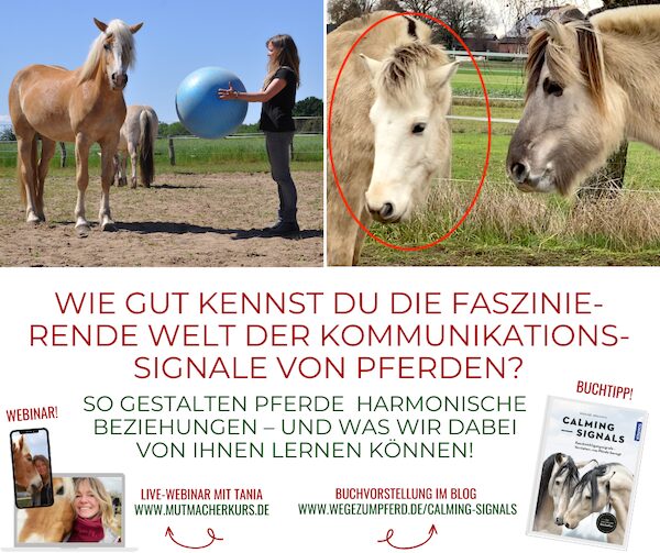 Calming Signals bei Pferden