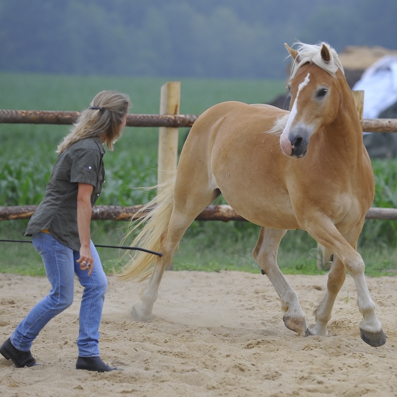 wegezumpferd-freiraum-training Freiraum-Training von Tania von Wege zum Pferd