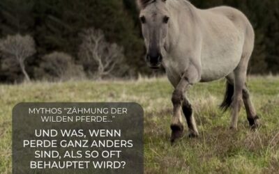 Zähmung der „wilden“ Pferde