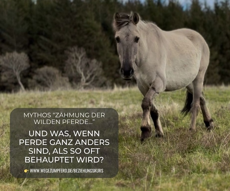 Zähmung der „wilden“ Pferde