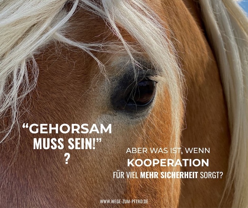 Gehorsam beim Pferd